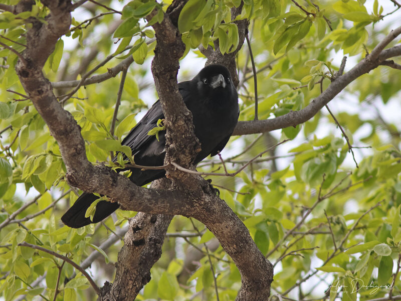 Corbeau à gros bec, identification