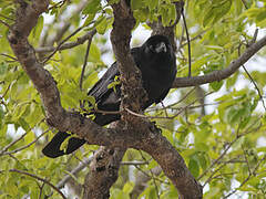 Corbeau à gros bec