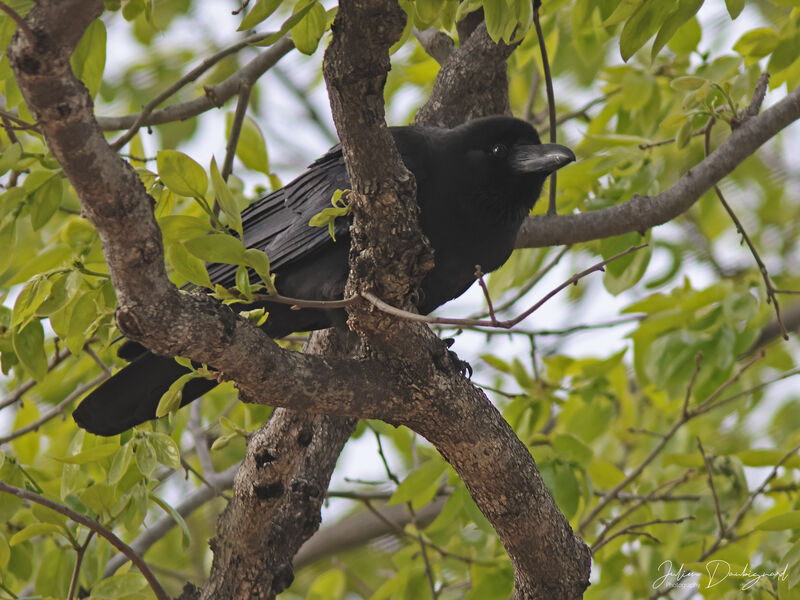 Corbeau à gros bec