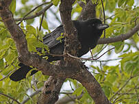 Corbeau à gros bec