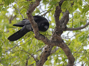 Corbeau à gros bec