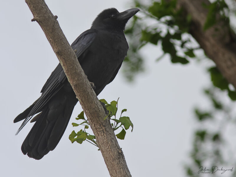 Corbeau à gros bec, identification