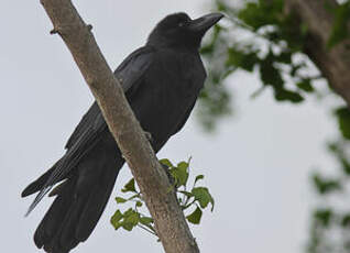 Corbeau à gros bec