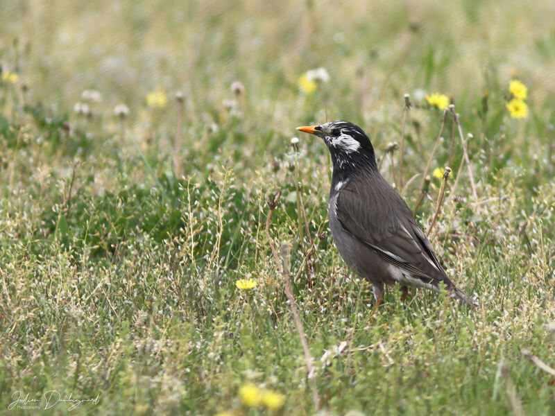 Étourneau gris, identification