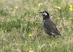 White-cheeked Starling