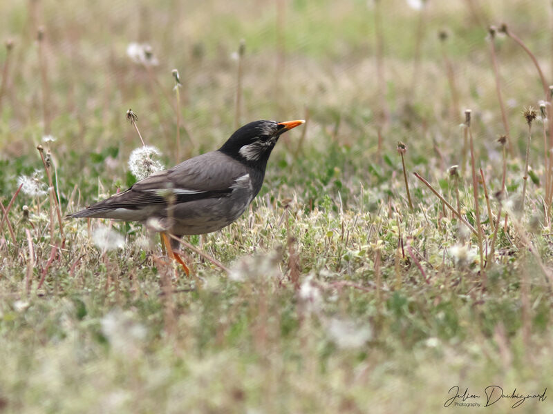 Étourneau gris, identification