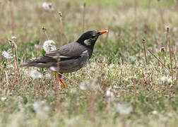 White-cheeked Starling