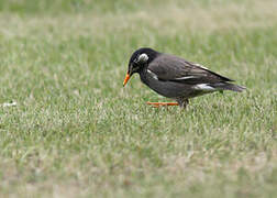 White-cheeked Starling