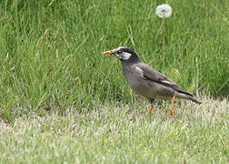 White-cheeked Starling