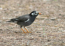 White-cheeked Starling