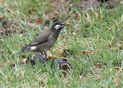 White-cheeked Starling