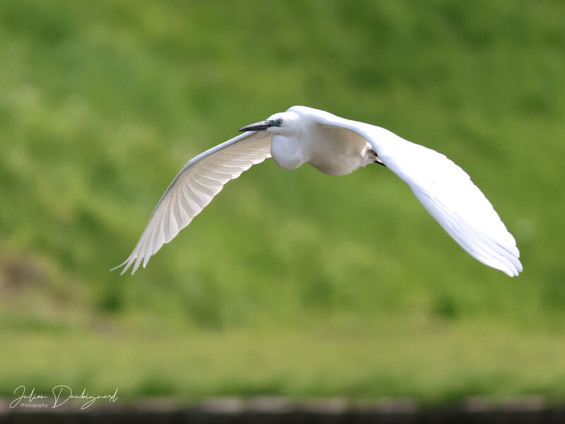 Great Egret, Flight