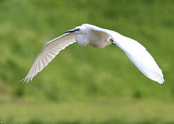 Grande Aigrette