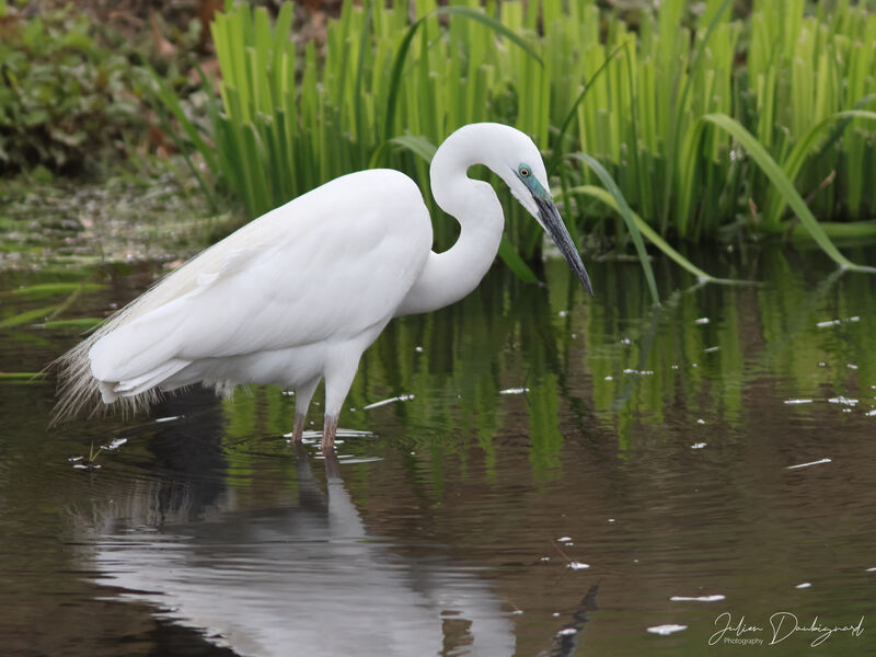 Grande Aigrette, identification