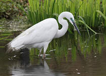 Grande Aigrette