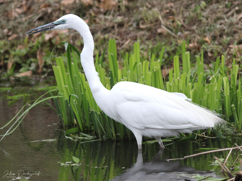 Grande Aigrette, identification