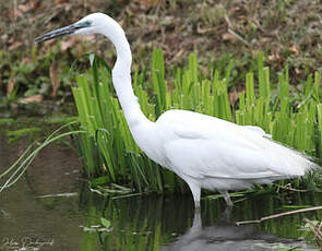 Grande Aigrette