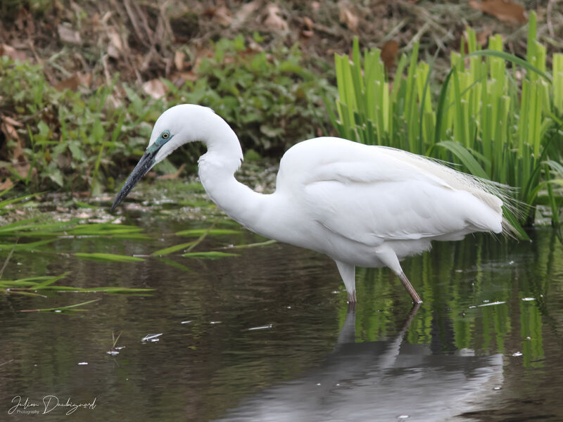 Great Egret, identification