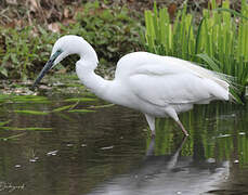 Grande Aigrette