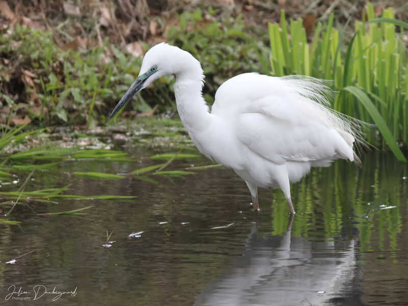 Great Egret, identification