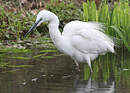 Grande Aigrette