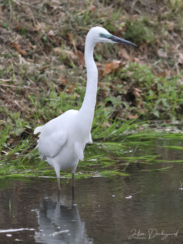 Great Egret, identification