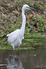 Grande Aigrette