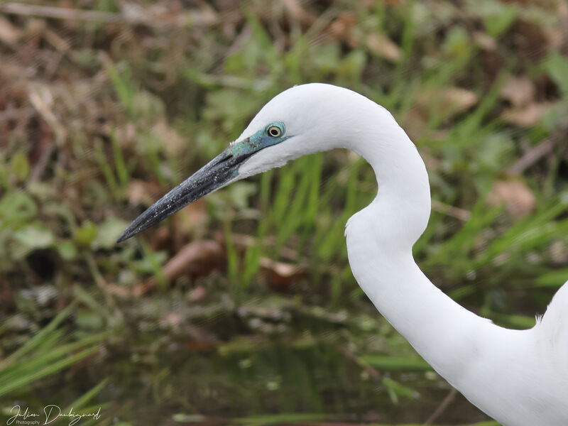 Grande Aigrette, portrait