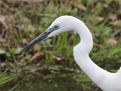 Grande Aigrette