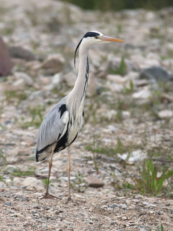 Grey Heronadult, identification