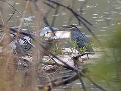 Striated Heron