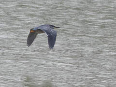 Striated Heron