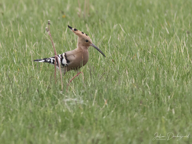 Huppe fasciée, identification