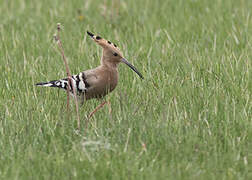 Eurasian Hoopoe