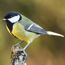 Mésange charbonnière