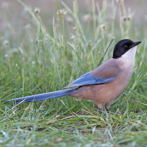 Pie Ibérique Cyanopica Cooki