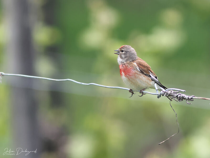 Common Linnet male, identification