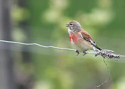 Linotte mélodieuse