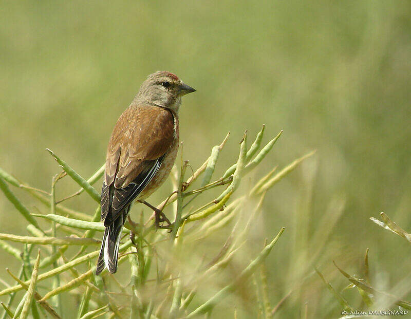 Linotte Mélodieuse Mâle - Juda115216