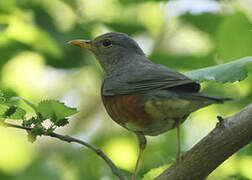 Grey-backed Thrush