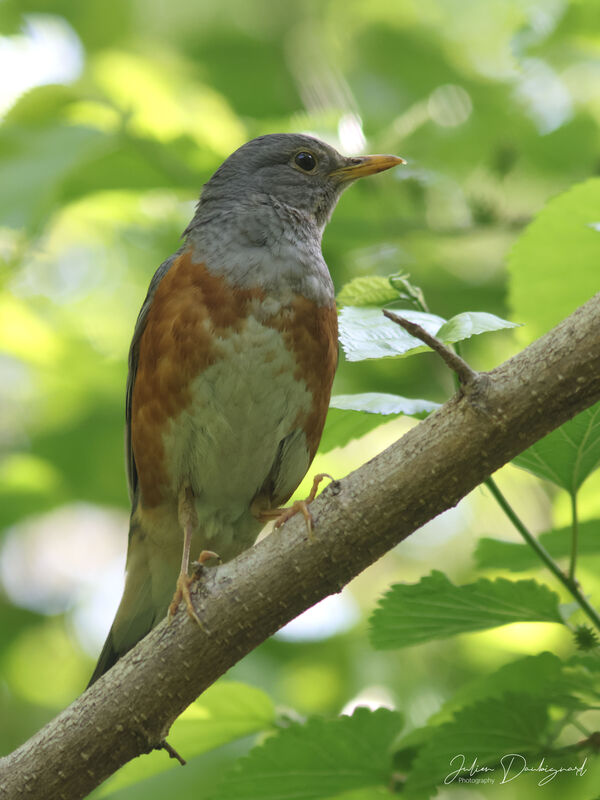 Merle à dos gris, identification