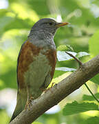 Grey-backed Thrush