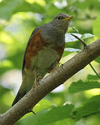 Grey-backed Thrush