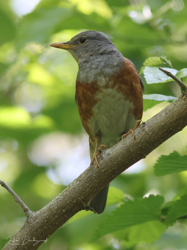 Grey-backed Thrush, identification