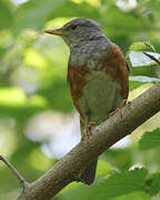 Grey-backed Thrush