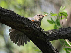 Grey-backed Thrush