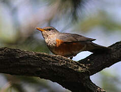 Grey-backed Thrush