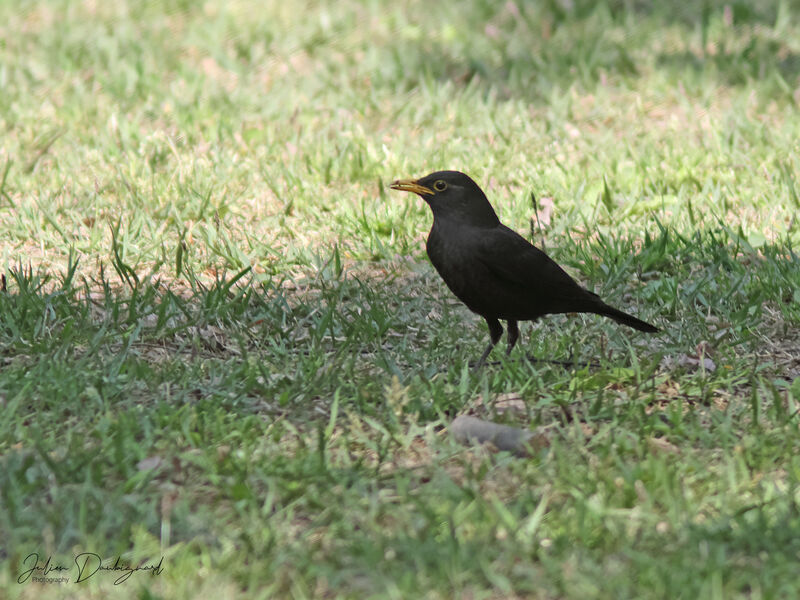 Chinese Blackbird, identification