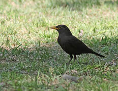 Chinese Blackbird