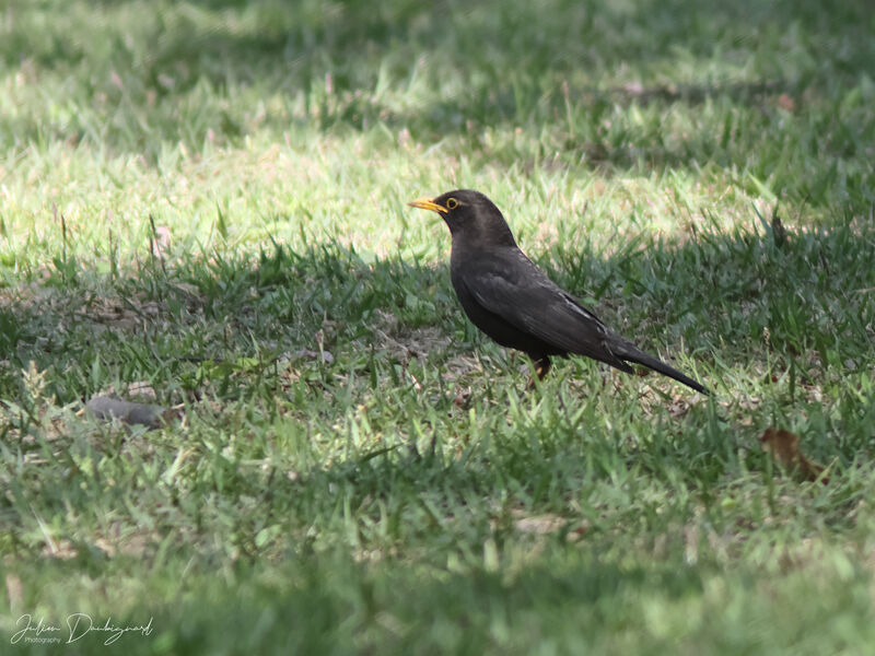 Merle oriental, identification